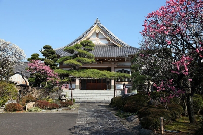 お寺で梅が見ごろ！　おすすめスポット 梅が見ごろ　大田区でおすすめスポットは 梅 見ごろ 