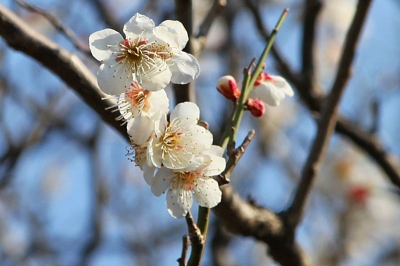 お寺で梅が見ごろ！　おすすめスポット 梅が見ごろ　大田区でおすすめスポットは 梅 見ごろ 